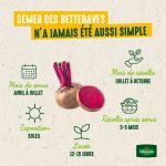 Potagères - Betterave Potagère Cylindra - BIO - image